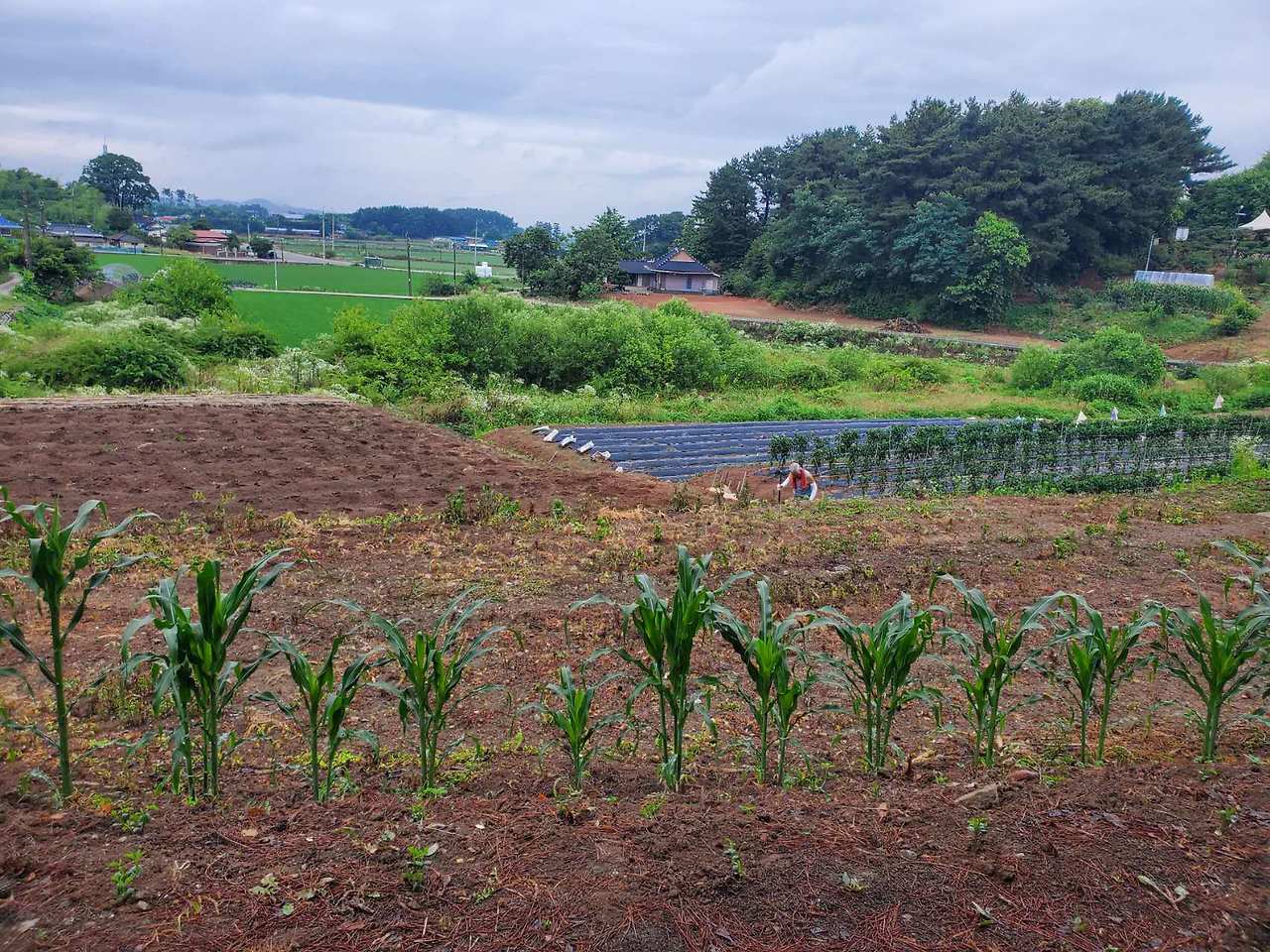 Weixin Image_20240625133511.jpg