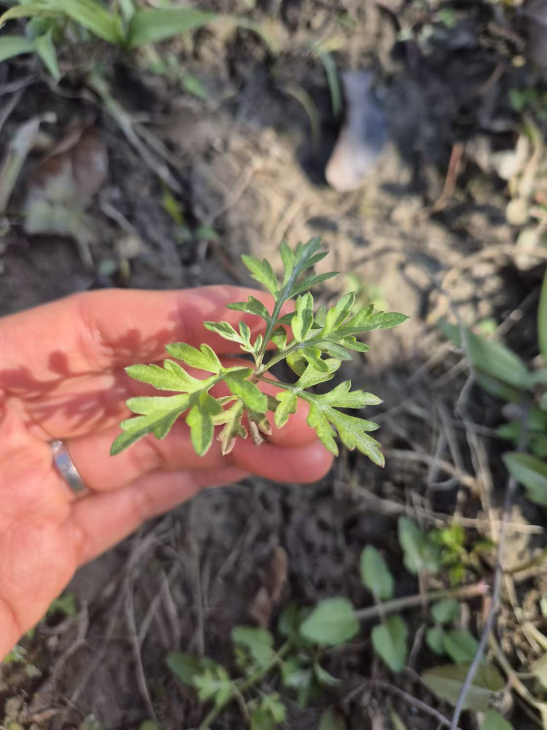 Weixin Image_20241215171630.jpg