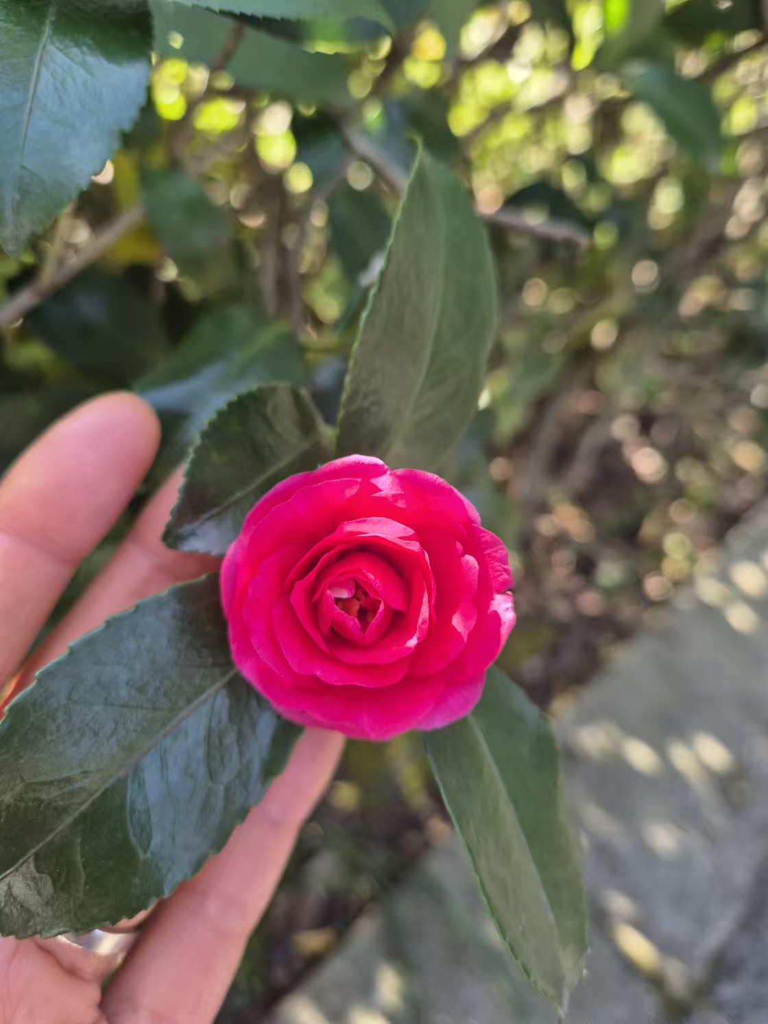 Weixin Image_20241215171637.jpg