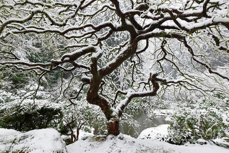 winter-snow-on-maple-tree-in-portland-japanese-garden-tom-schwabel.jpg