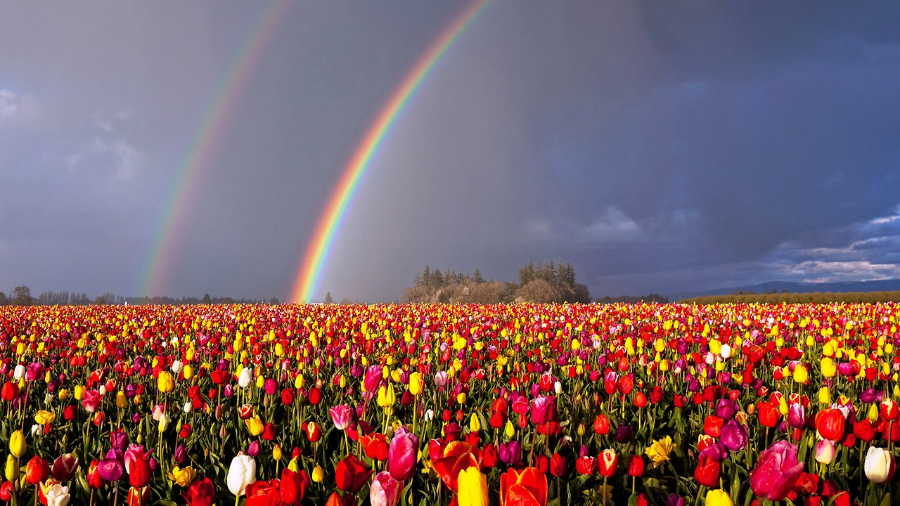 oregon_double_rainbow_over_flowers_field_hd_rainbow-1600x900.jpg