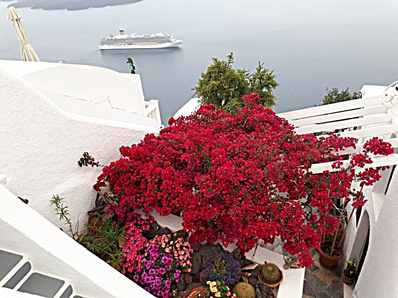 사본 -그리스꽃.jpg