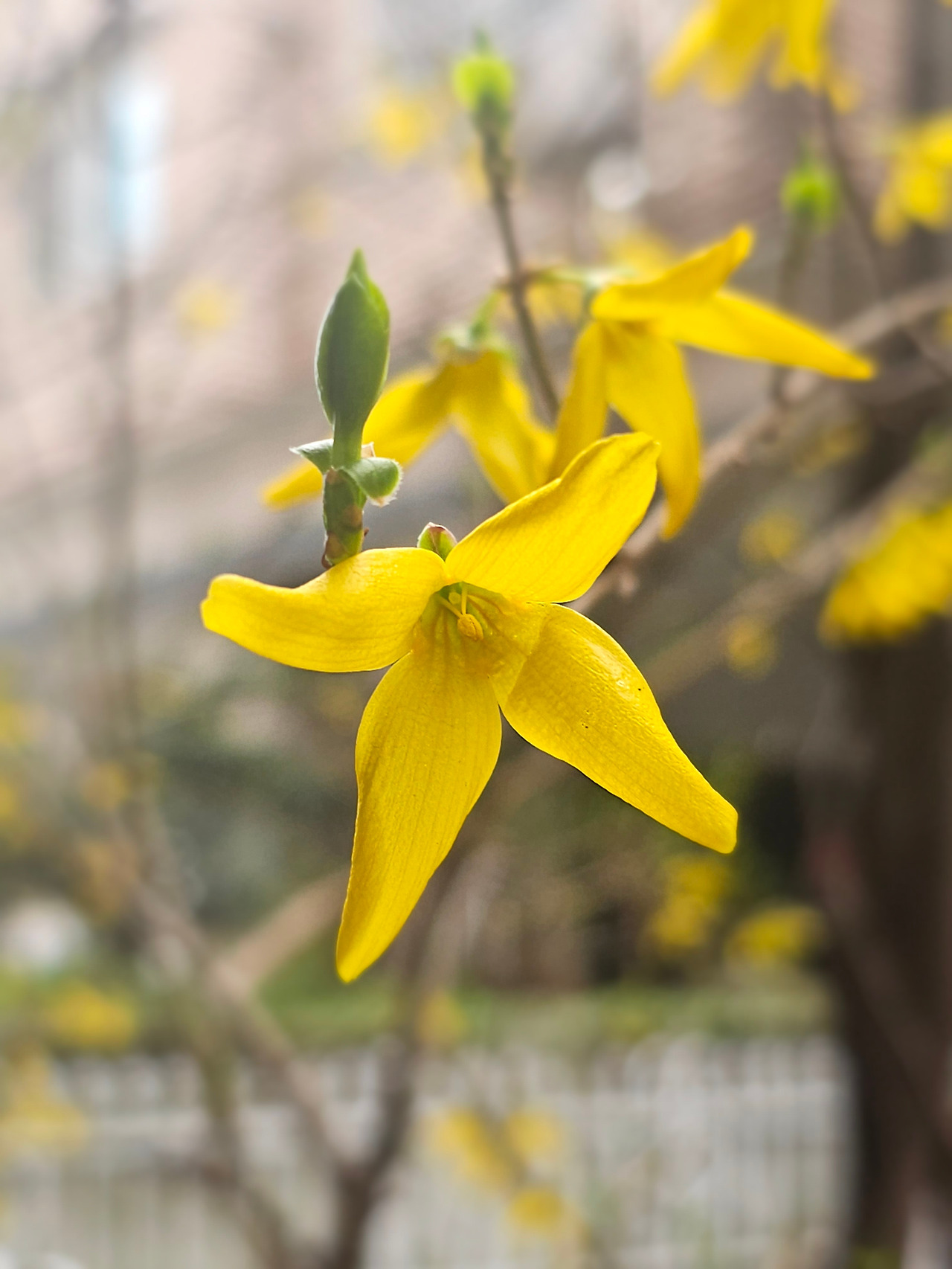 개나리.jpg