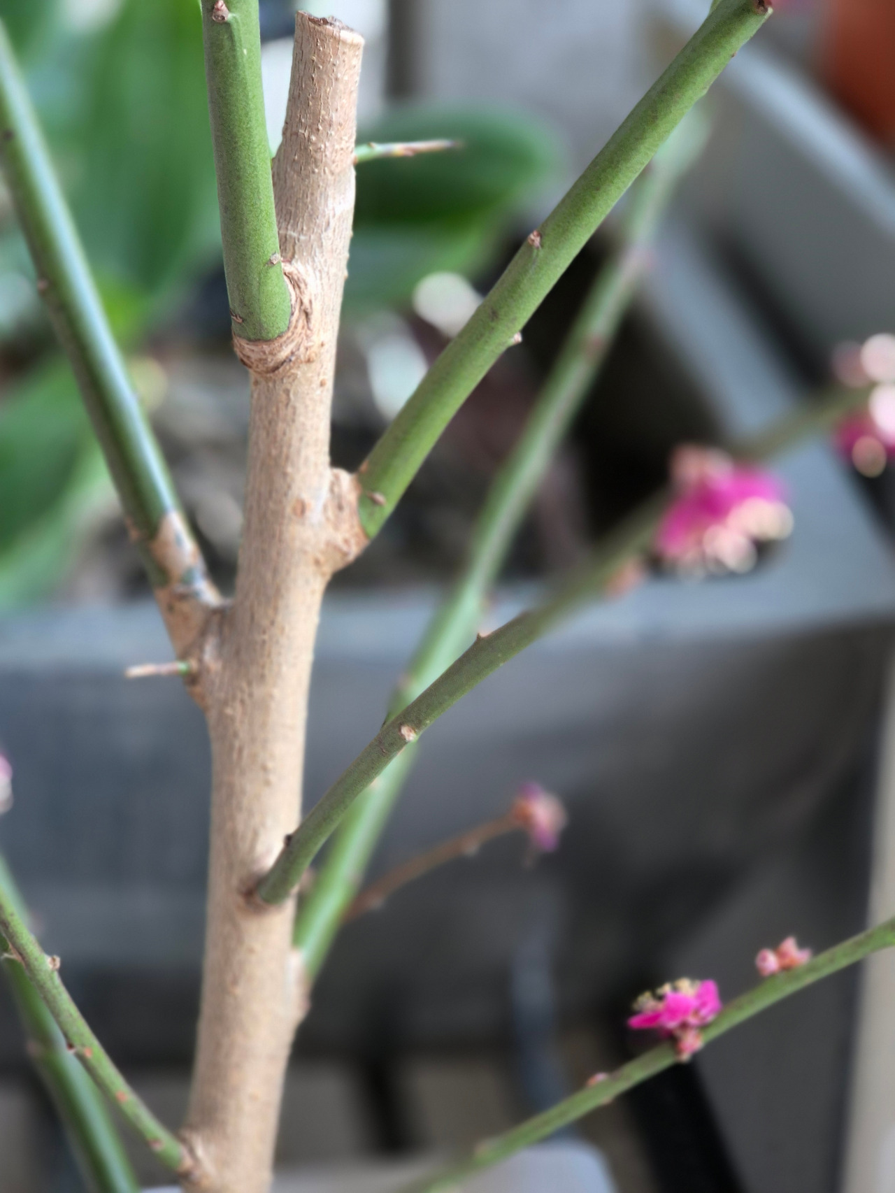 살아난 매화.jpg