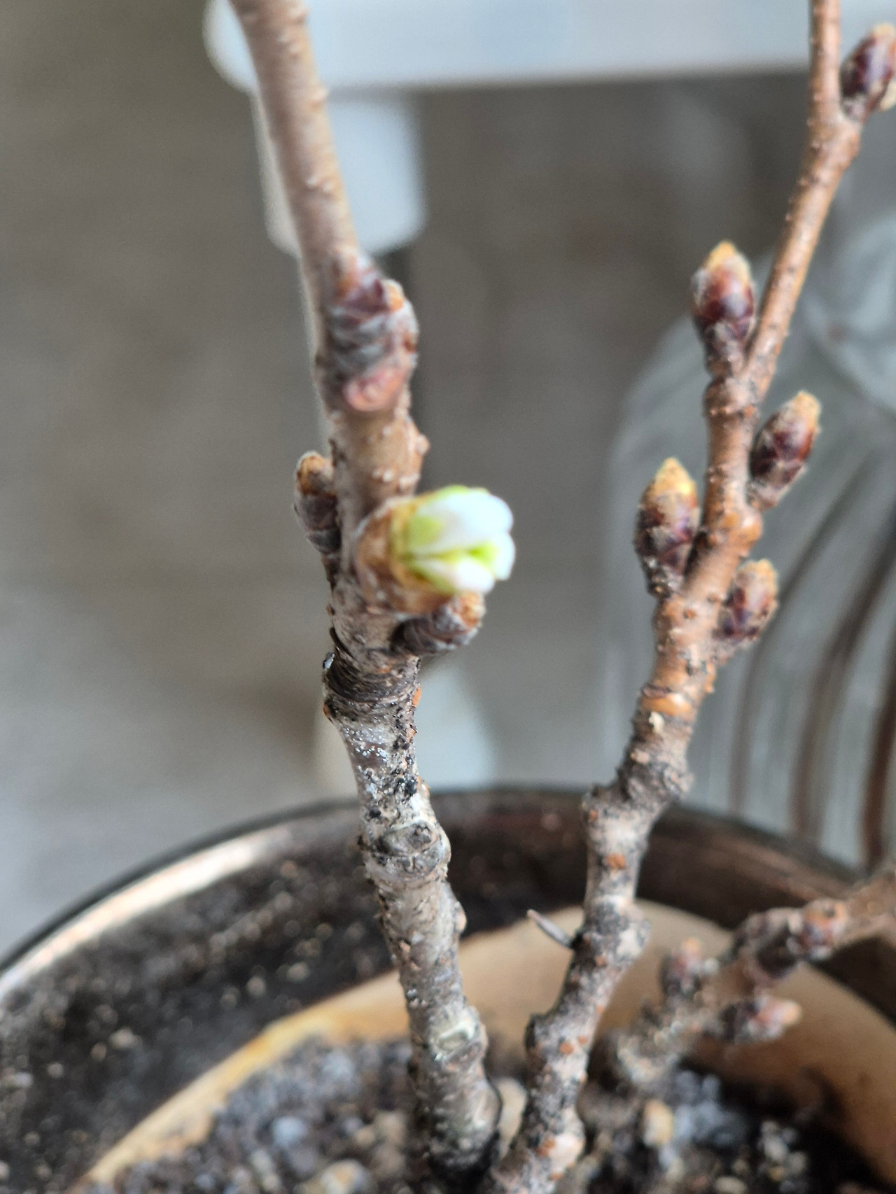 벚꽃 피우기.jpg