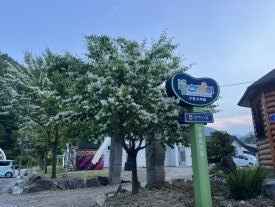 마을입구 이팝나무.jpg