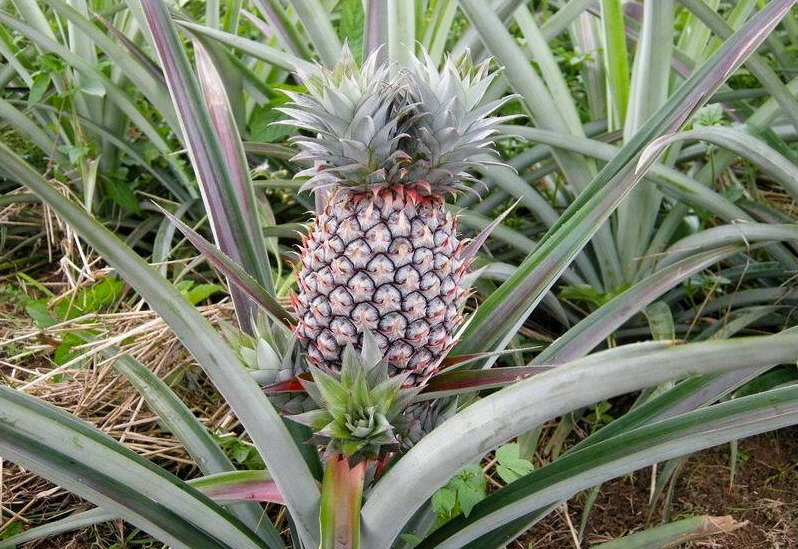 pineapple_6.jpg