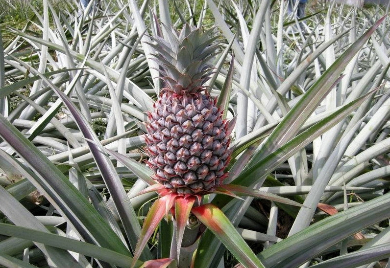pineapple_3.jpg