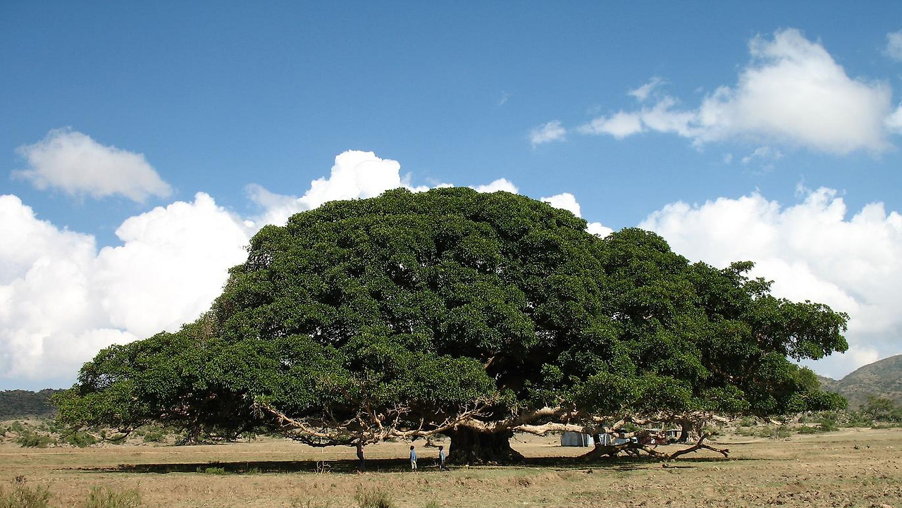 Ficus_sycomorus_near_Segeneyti_Eritrea.jpg