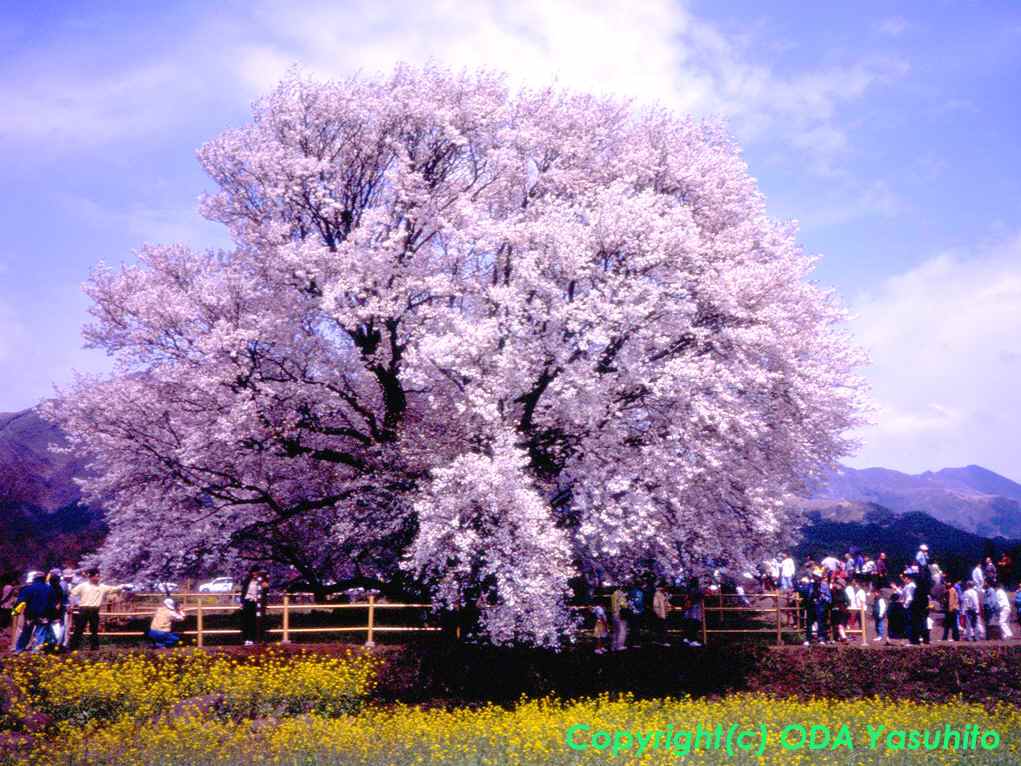 사본 -violet6868_64.jpg