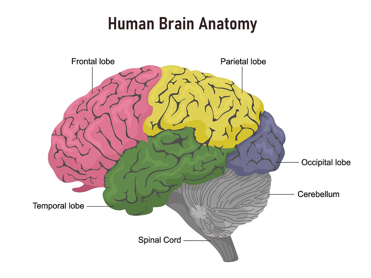 brain lobes anatomy.jpg