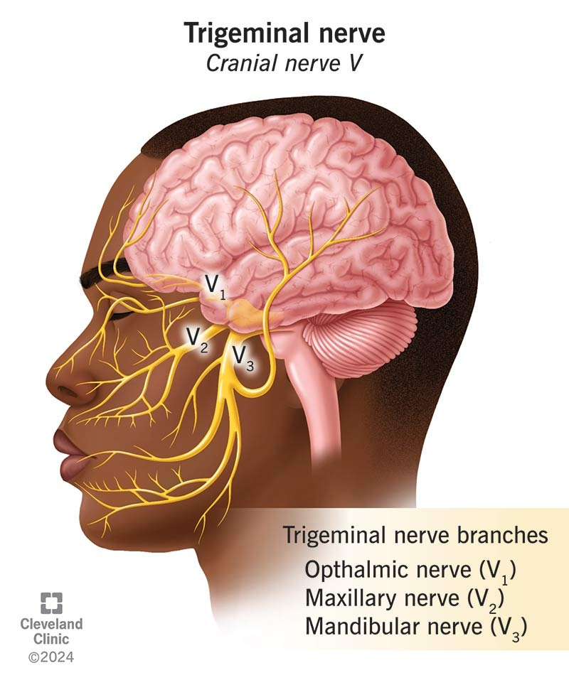 21581-trigeminal-nerve.jpg