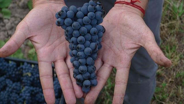 bdc_PinotNoirGrapes02.jpg