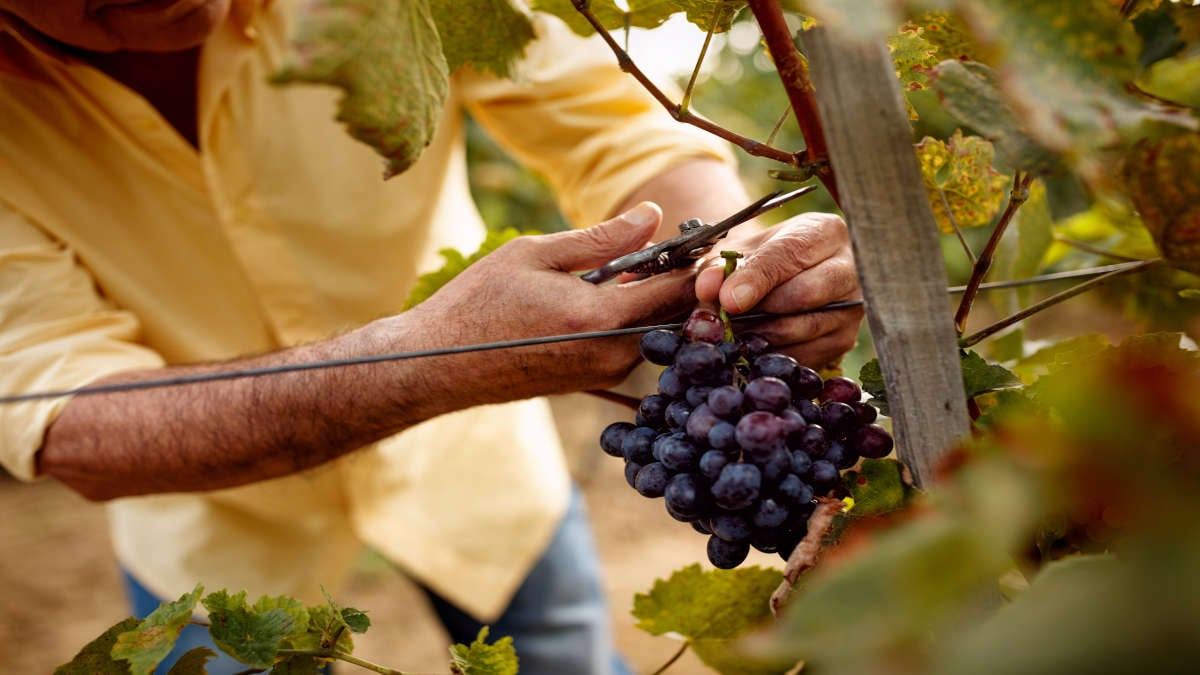 grape_harvest_1200x675.jpg