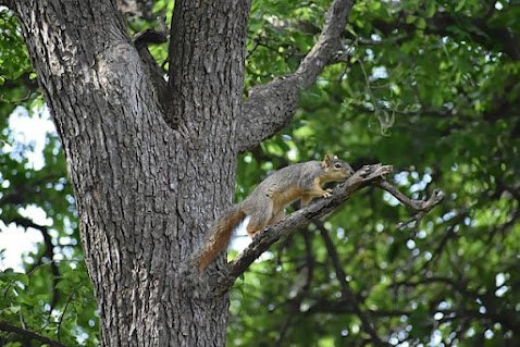 squirrel-7897245_640.jpg