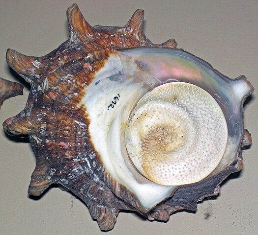 525px-Turbo_cornutus_%28horned_turban_snail%29_2_%2825031884946%29.jpg