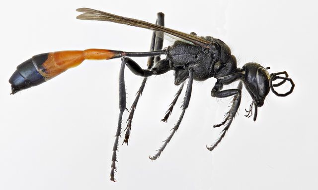 640px-Red-banded_Sand_Wasp_%28Ammophila_sabulosa%29_%2811087045346%29.jpg