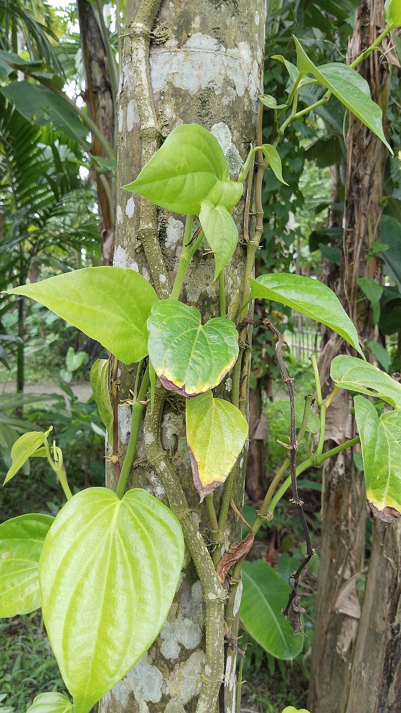 800px-Betel_Piper_betle.jpg