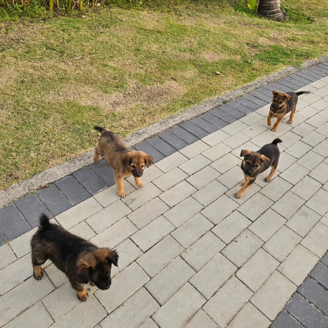 새로만난 강아지 4마리_FB_IMG_1711276574402 (1).jpg