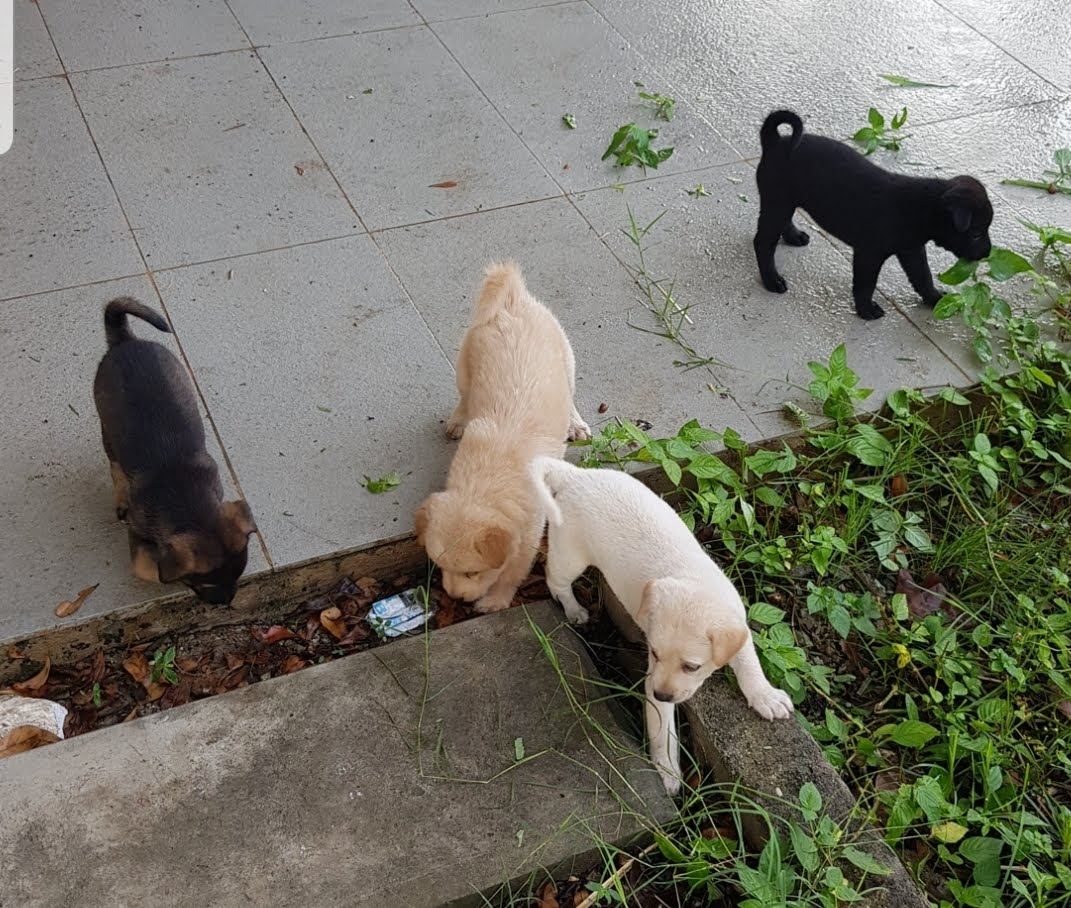 입양보낸 강아지 4마리_Screenshot_20221123-065523_Gallery.jpg