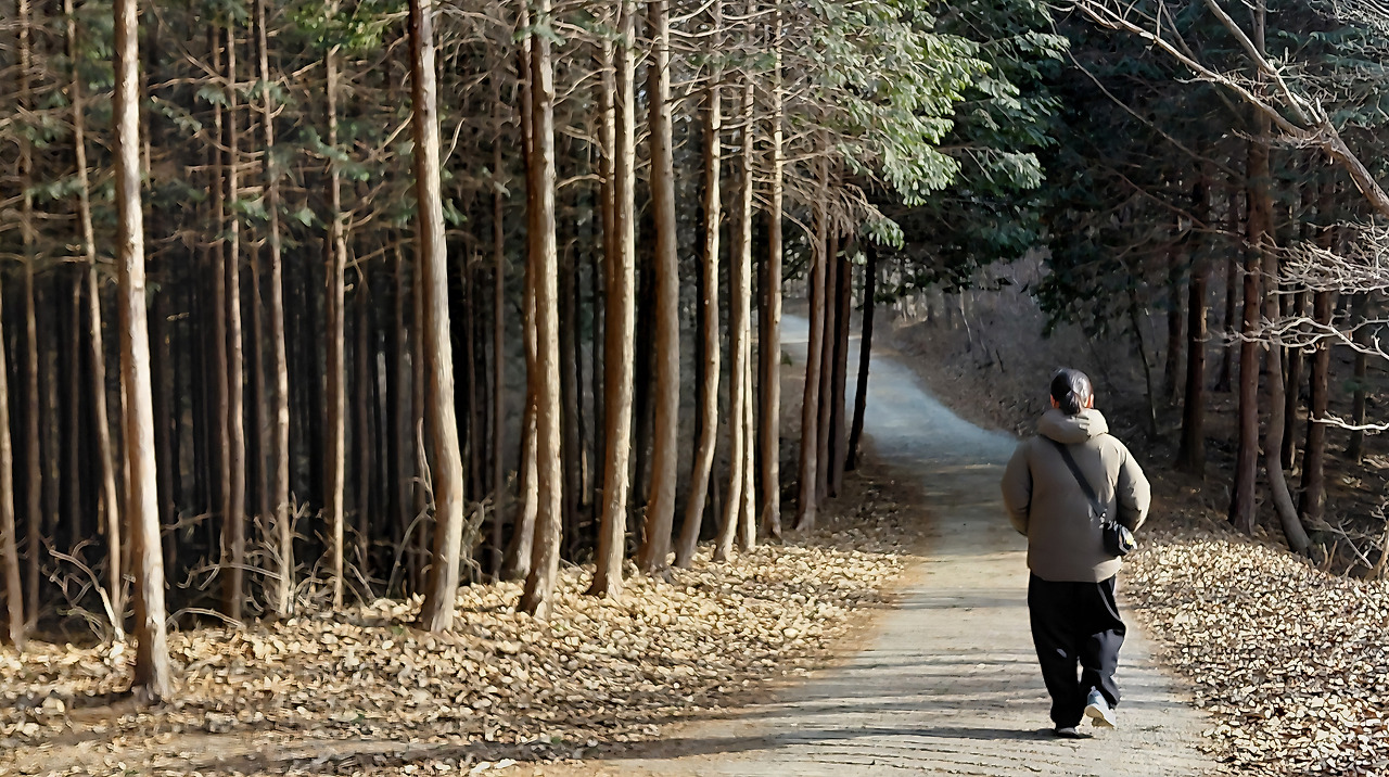 장성여행 편백숲.jpg