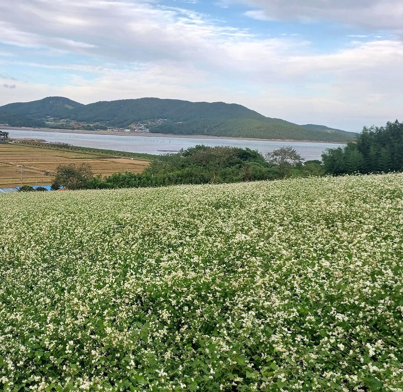 메밀꽃.jpg