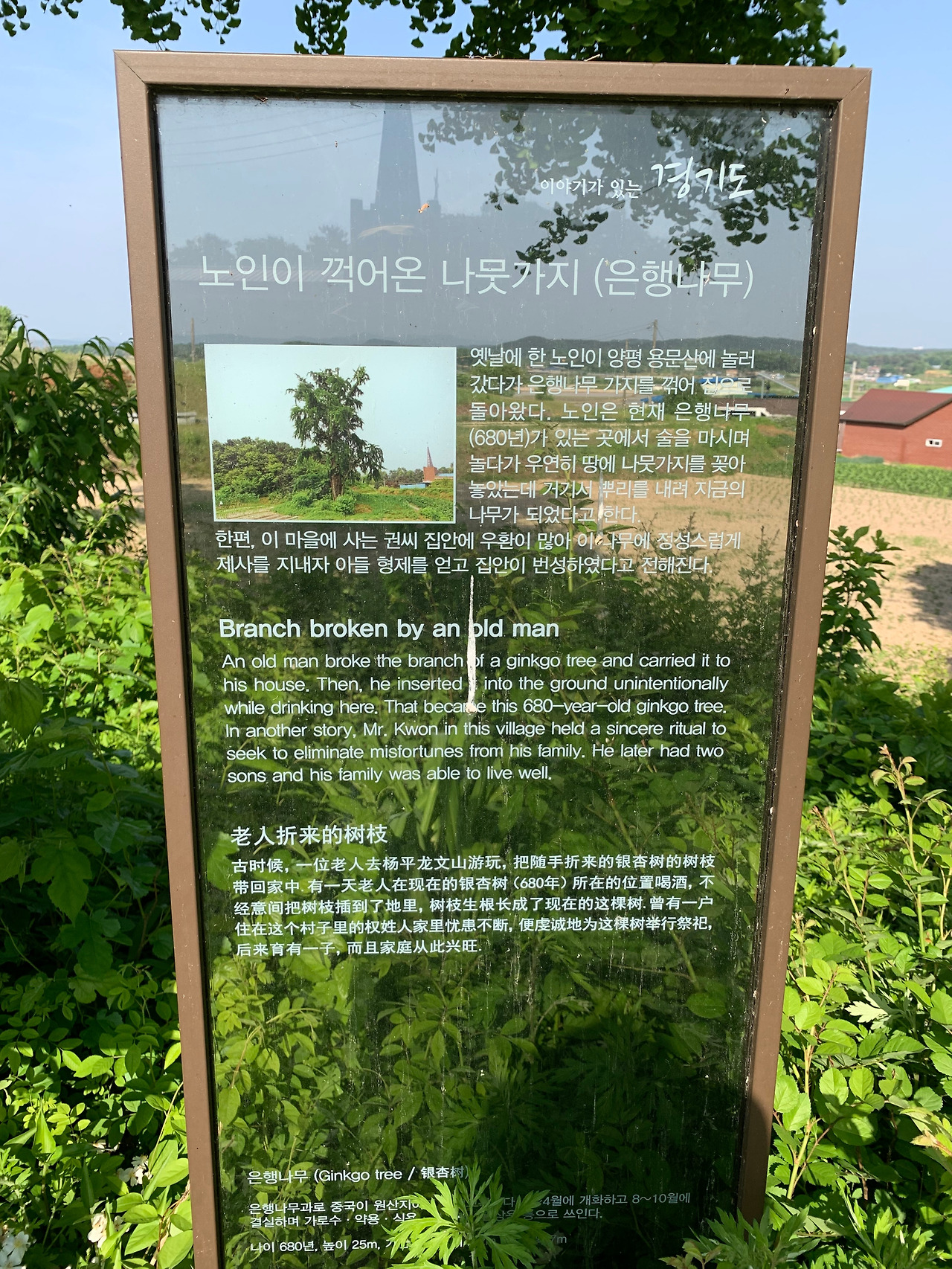 신근2리 은행나무 (1).jpg