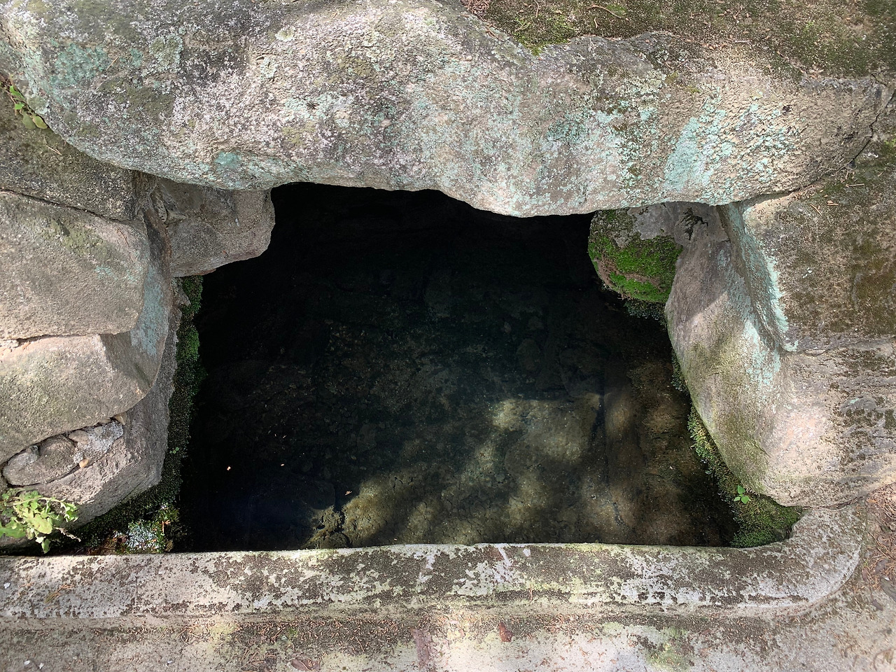 멱곡2동 향나무 (2).jpg