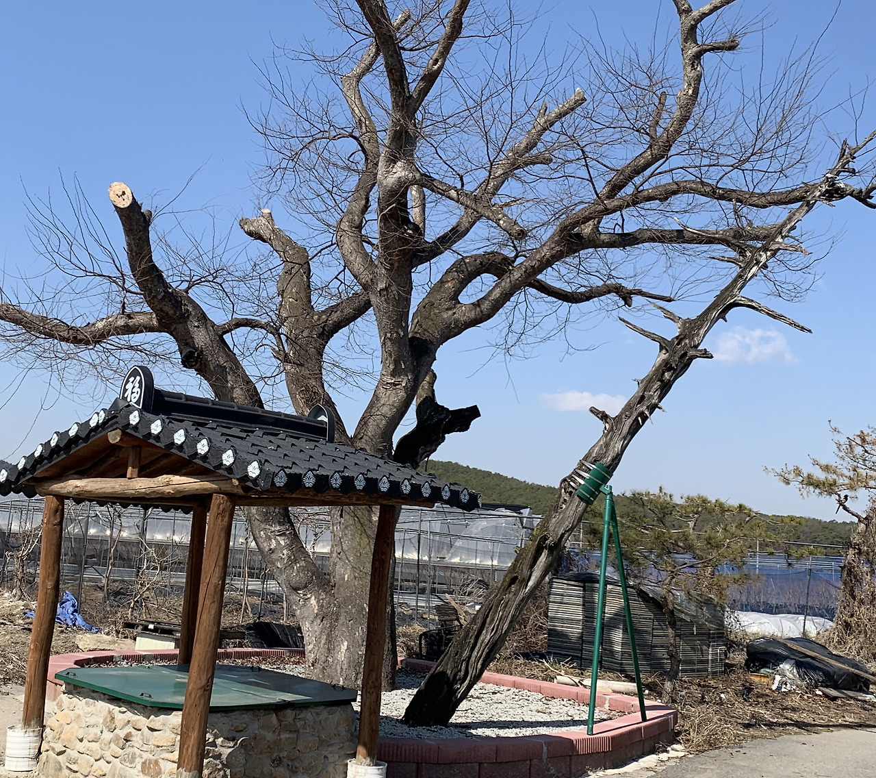 현수리 향나무.jpg