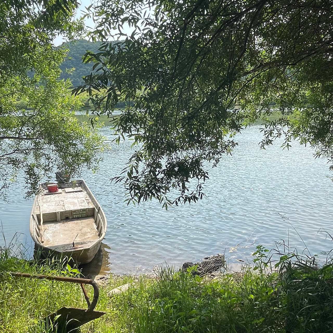 창남나루 버드나무.jpg