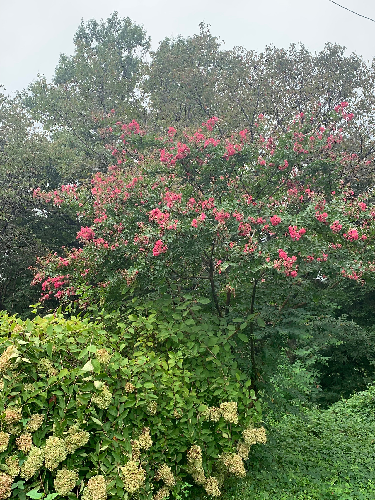 삼신당 배롱나무.jpg