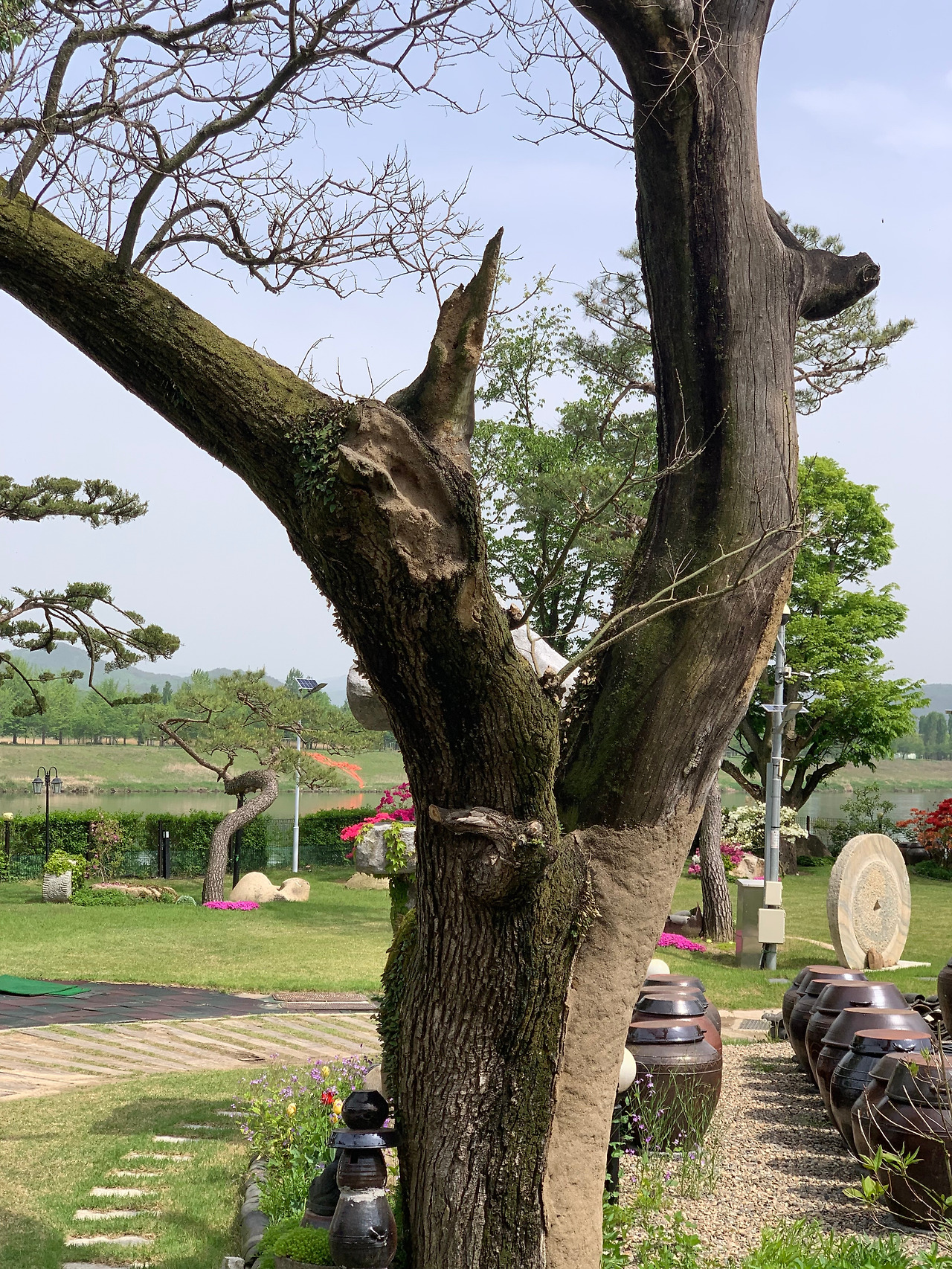 흔암리 회나무.jpg