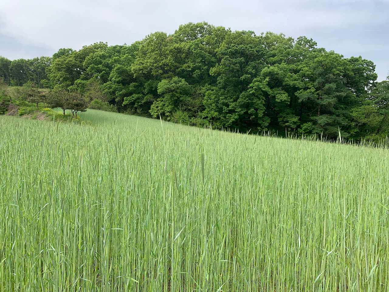 궁리 물푸레나무 (2).jpg