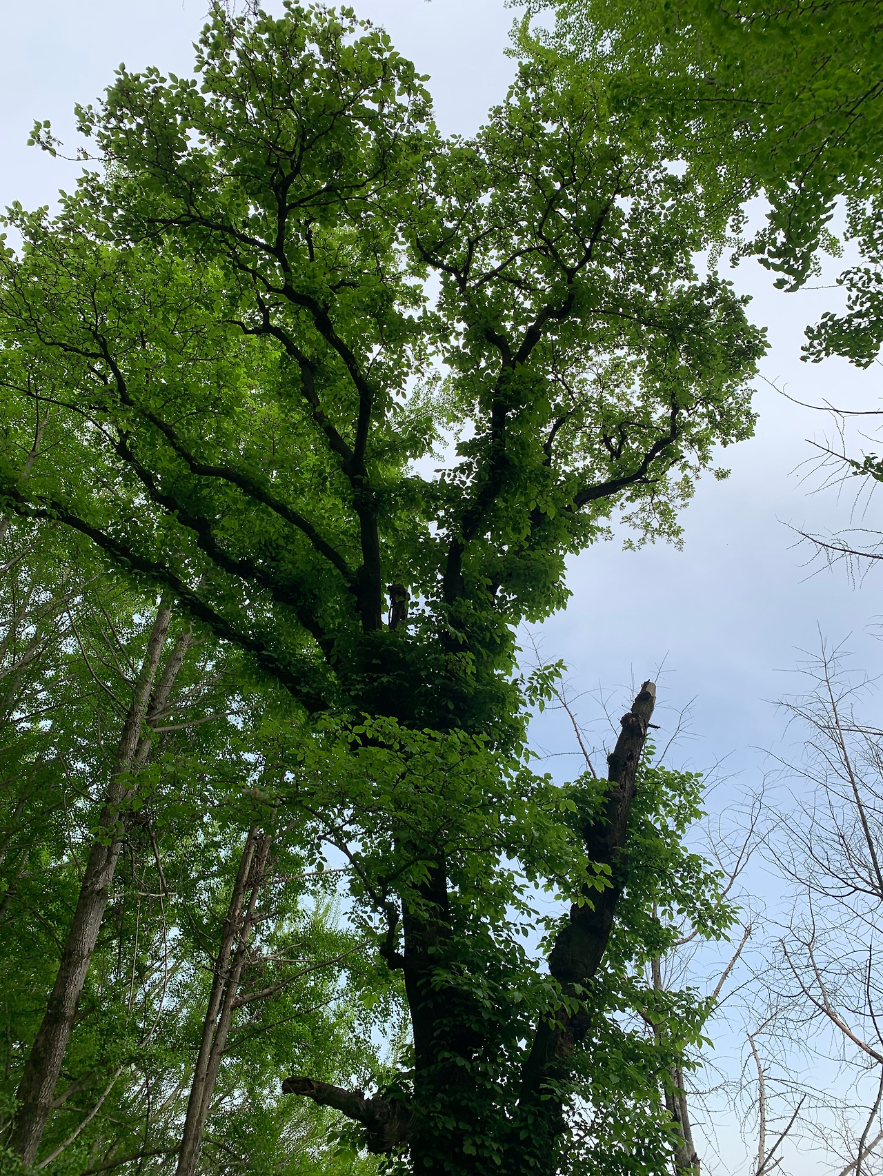 궁리 물푸레나무 (1).jpg