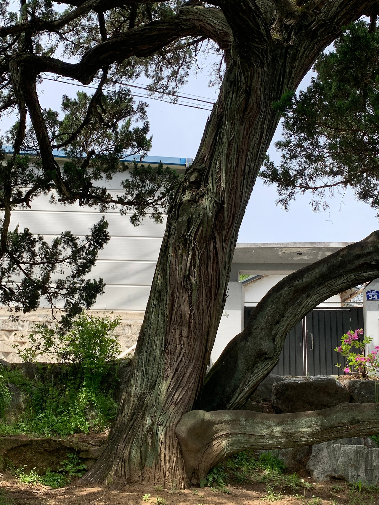 멱곡2동 향나무 (1).jpg