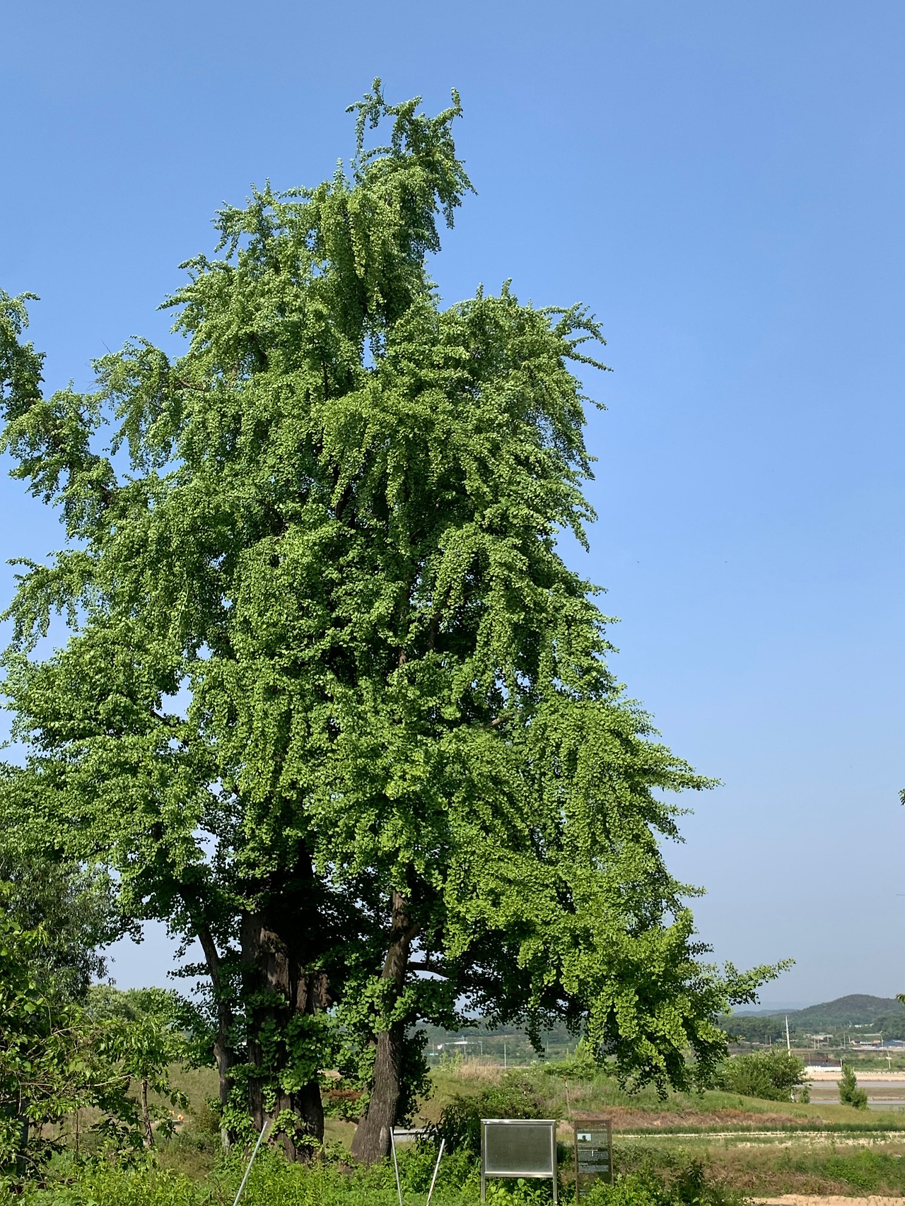 신근2리 은행나무 (2).jpg