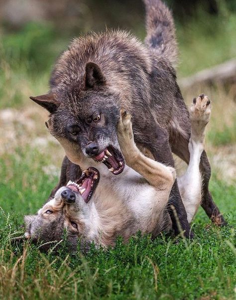 (5) 투견 이미지.jpg