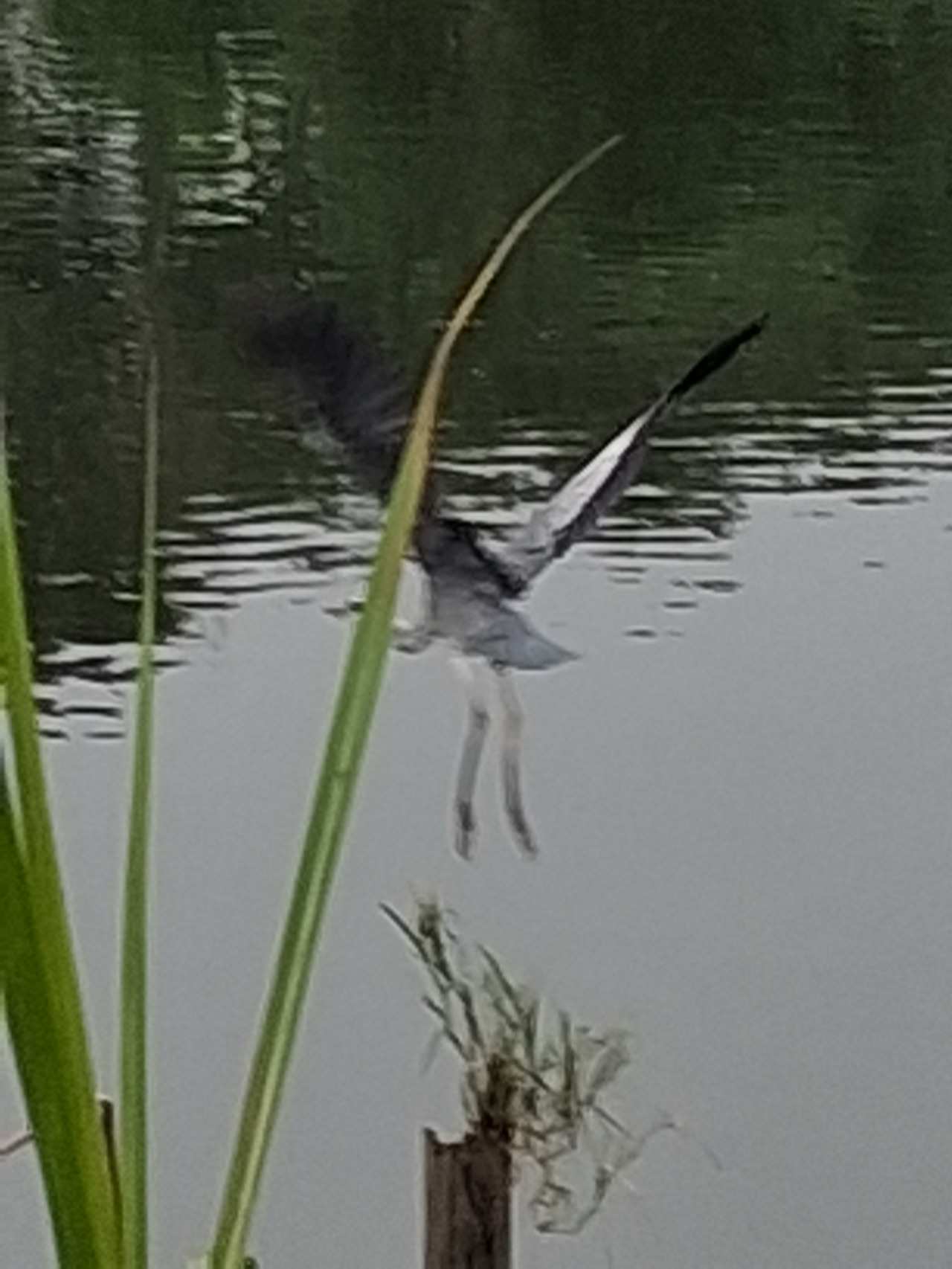 회색 두루미2.jpg