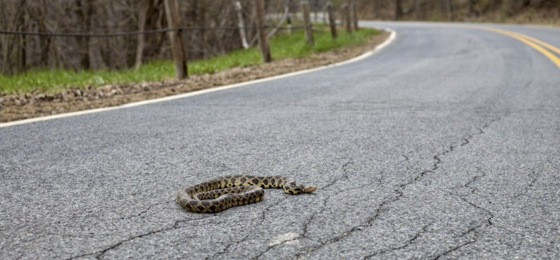 도로위뱀.jpg