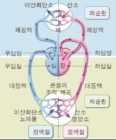 폐순환과 체순환.jpg
