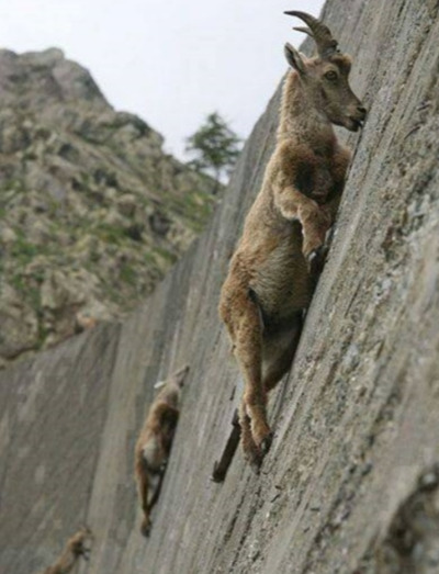 염소들 절벽.jpg