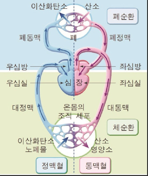 폐순환과 체순환.jpg