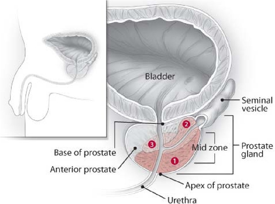 전립선 옆 모습.jpg