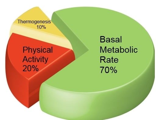 basal-metabolic-rate-chart.jpg
