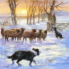 양들과 보더콜리.jpg