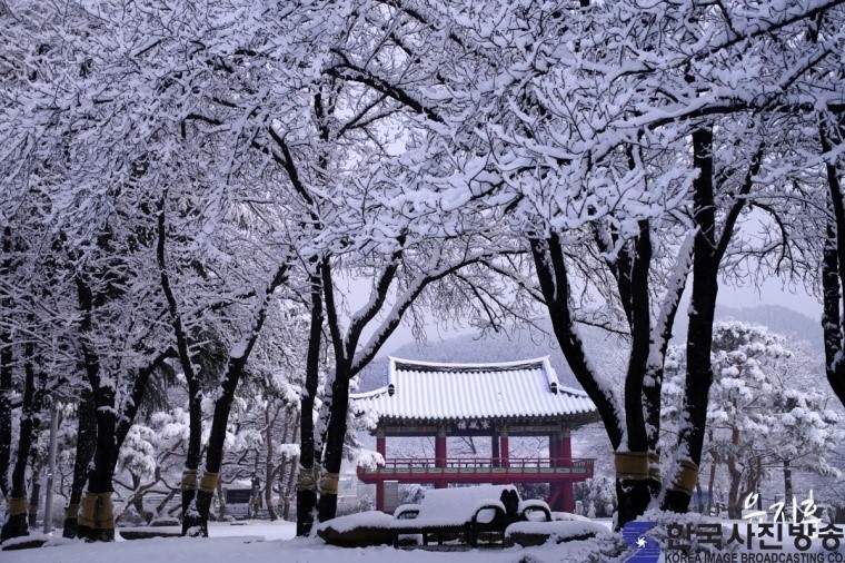 춘설사진.jpg
