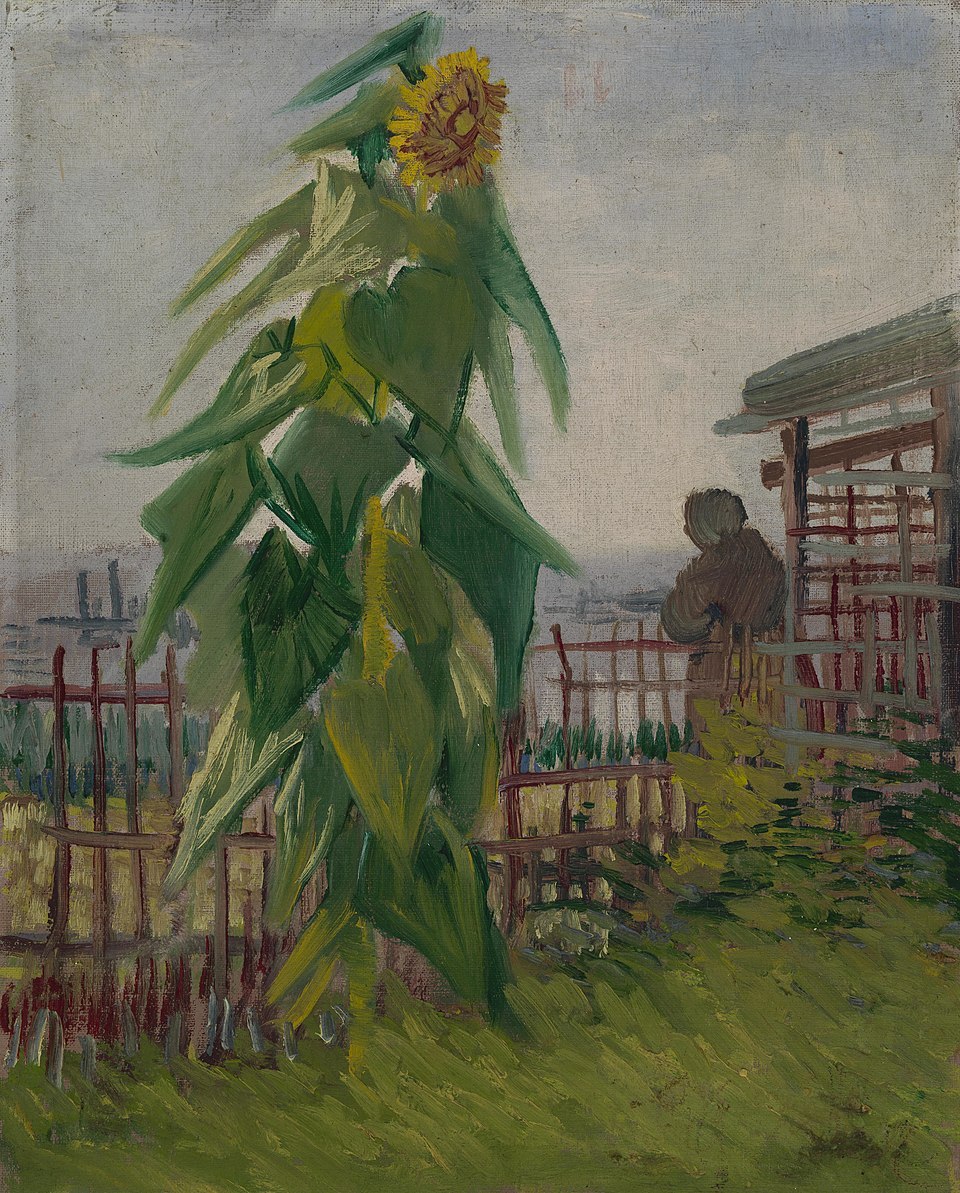 1887 Allotment with Sunflower.jpg