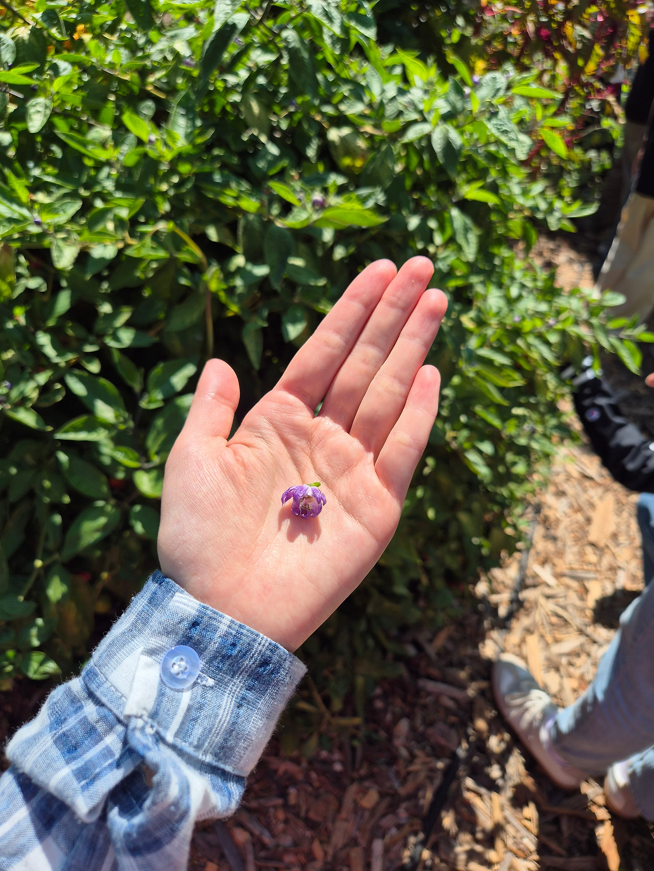 5 손바닥 위 꽃.jpg