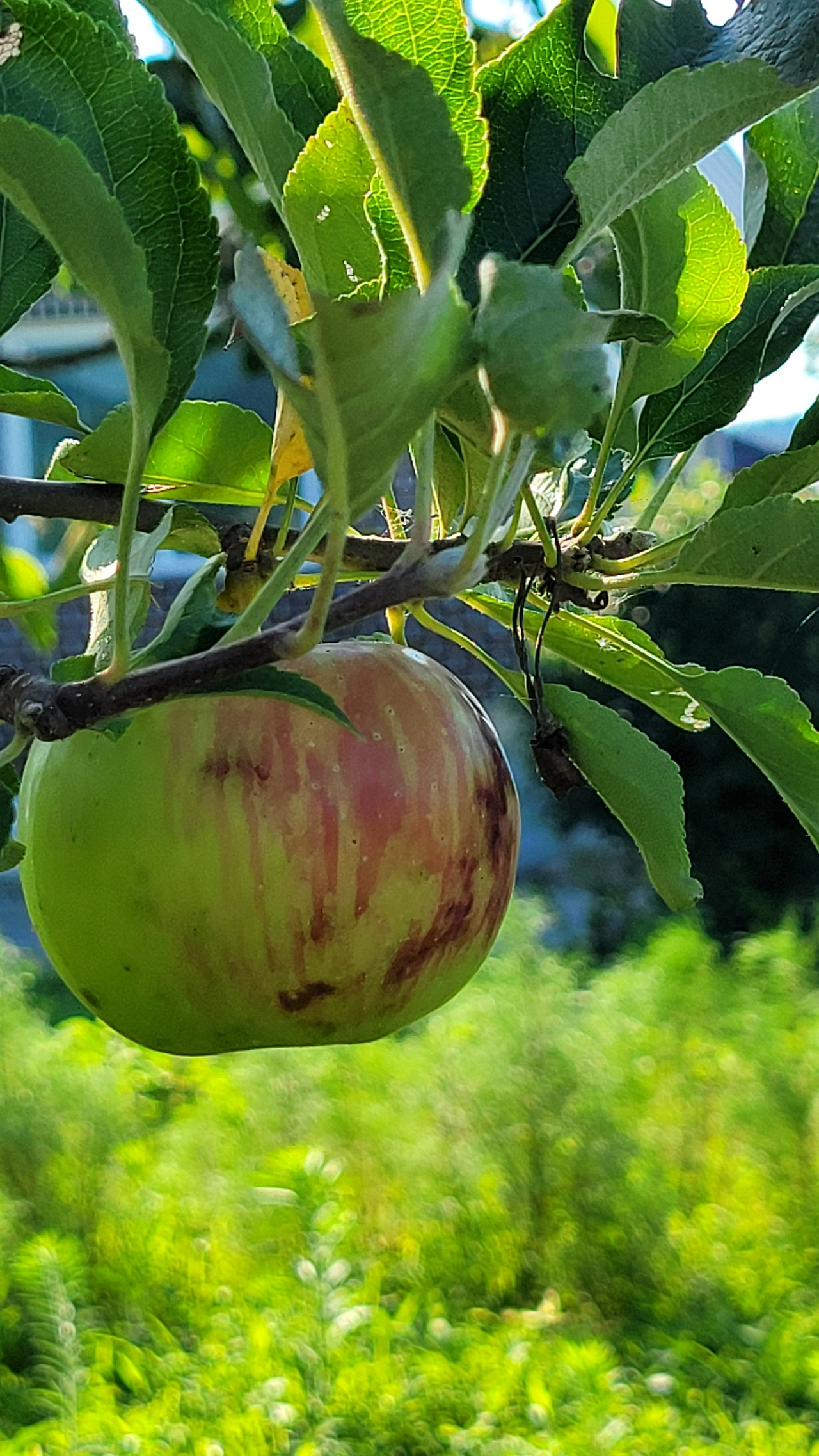 진짜 사과 한 알.jpg