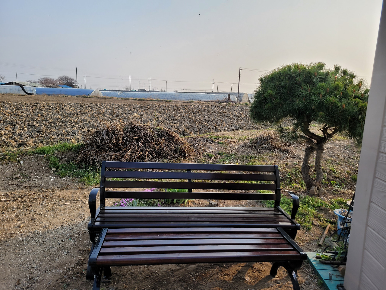 소나무 사진1.jpg